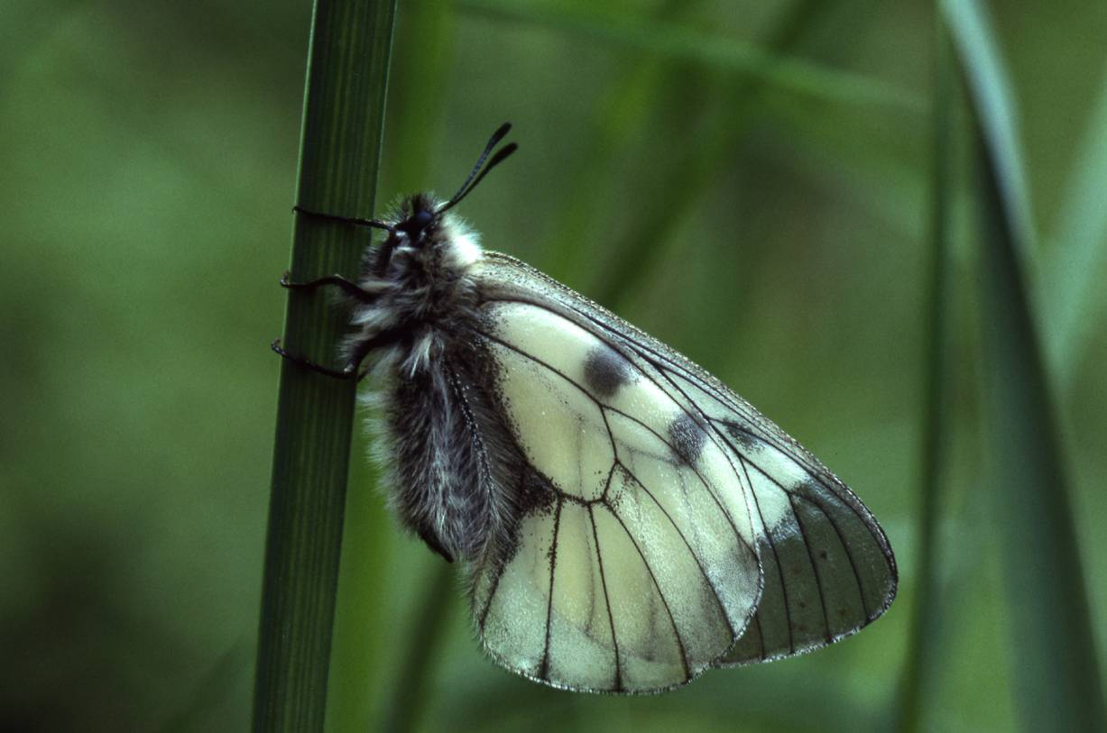 Werner, J. 1937. Parnassius mnemosyne L. funnet på Sunnmøre! Norsk Entomologisk Tidskrift 4(4): 182. Ødegaard, F. 2006. Påvirkningsfaktorer og miljøtilstand. I Kålås, J.A., Viken, Å., Bakken, T. (red.