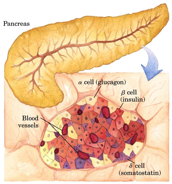 Endokrint vev i pankreas/bukspyttkjertelen (20%) (75%) (<5%) Insulin Glukagon Somatostatin Figure 23-24 Lehninger Principles of Biochemistry, fourth edition Snitt