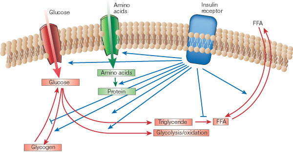 Insulin regulerer mange trinn i energi metabolismen Mer detaljer om hvordan insulinreseptoren virker kommer i ID.