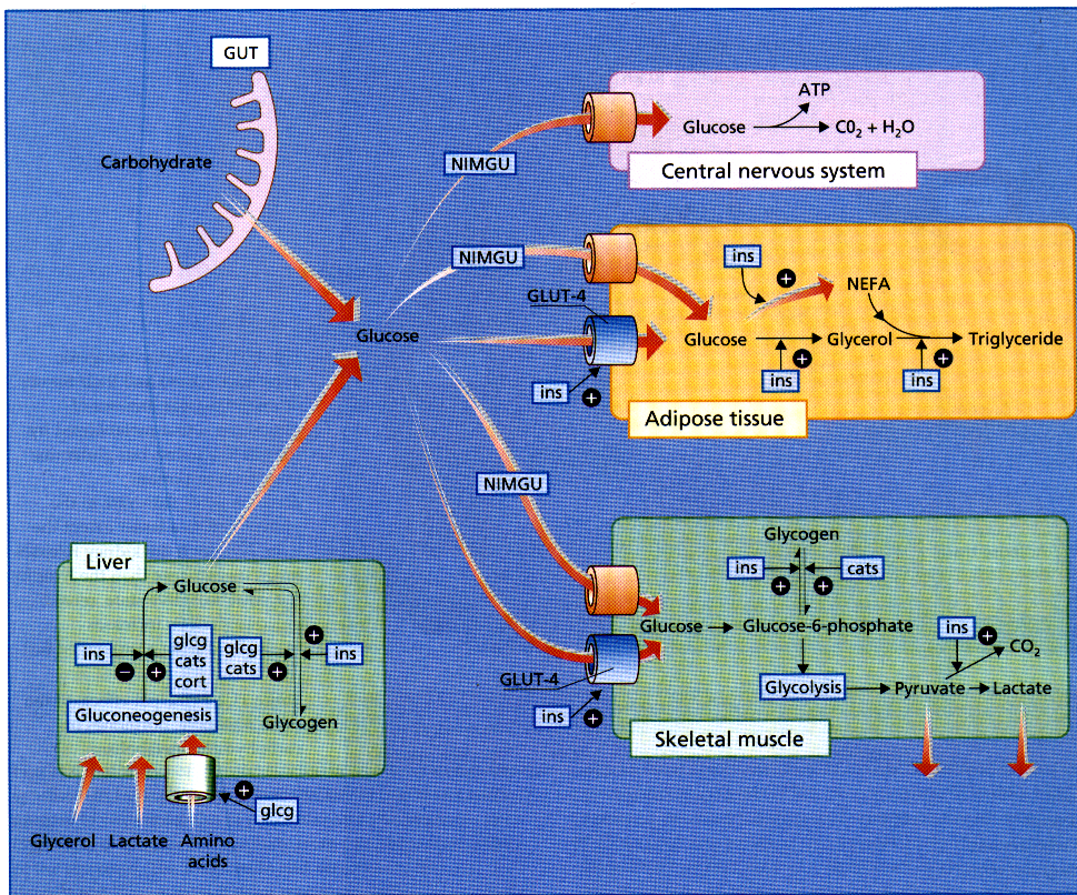 Karbohydratmetabolismen Totalbehov: ca 160 g glukose/dag CNS bruker 75% av dette Fett : 10-25 kg i en 70 kg mann nyrene 2mg/min/kg ved faste Glykogenlager: 200-500 g 75% lagres i skjelettmuskulatur,