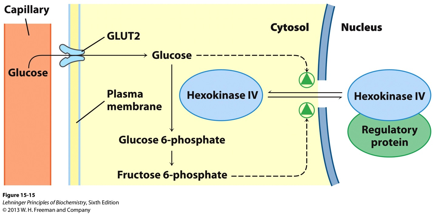 Glukokinase (heksokinase IV) reguleres