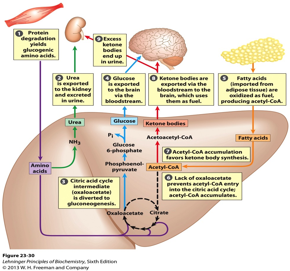 Metabolisme i lever ved langvarig faste eller i ukontrollert diabetes