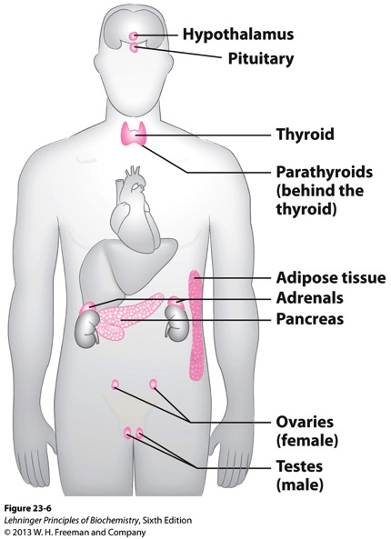 Det endokrine system Endokrin: gresk Endon=betyr innenfor, Krinein= frigjøre Alle organer i det endokrine system er kjertler Endokrine kjertler skiller ut hormoner til det intercellulære rom som