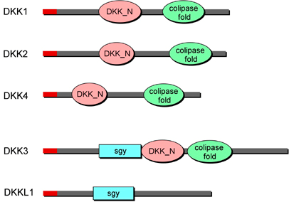 1.1.1 Dickkopf (DKK) familien Dickkopf (DKK) familien består av DKK 1, 2, 3 og 4 samt DKKL1. Disse er en gruppe glycoproteiner som regulerer Wnt signal veien.