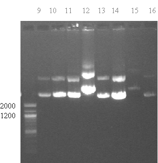 Figur 4.1 Kjøring av DNA miniprep prøvene på agarosegel for å bekrefte insert av sebrafisk DKK3 kodende region i pcr2.1-topo vektor. Ukuttet plasmid ble kjørt på 0,7 % agarosegelen. Prøve nr.