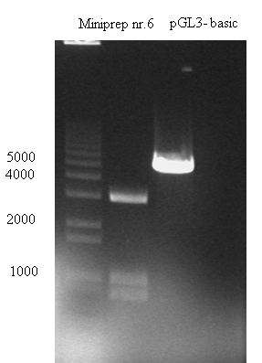 Miniprep nr. 6 har et insert av korrekt størrelse, så denne DNA prepen blir sekvensert(se appendiks 2). Sekvensen bekrefter at det er mus DKK3 promoteren som er klonet i pcr2.1- TOPO vektoren.