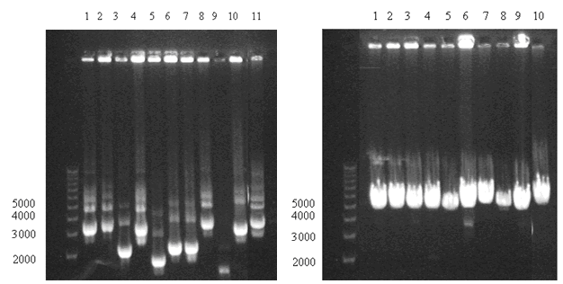 Etter at de lineariserte plasmidene ble ligert sammen, ble de transformert i kompetente DH5α (E.coli) celler og spredt på en agarplate med amipicillin seleksjon.