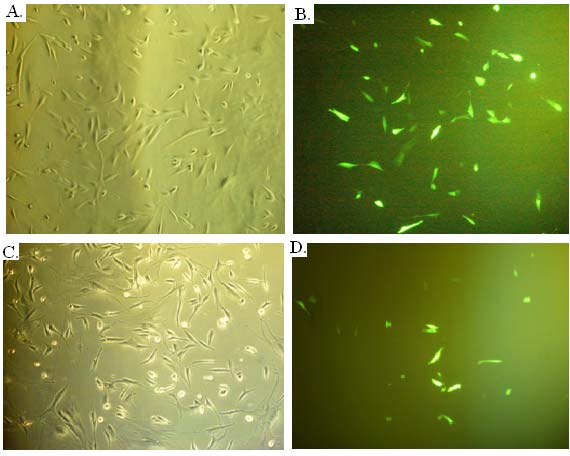 4.5.1 Bilder fra transfeksjon med plasmider som koder for pkw 10, pkw Pax6 og pkw Pax6(5a) i 3T3K-celler for å kontrollere transfeksjonseffektiviteten. Figur 4.11 Bildene viser A.