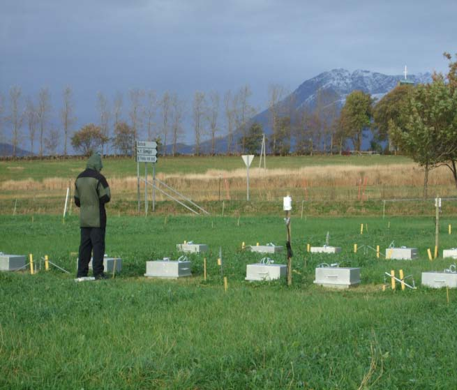 Installering av rammer og gassprøvetaking på Tjøtta, oktober 2011 Selvsåing av kløver Gårdsstudier Vi har en hypotese at selvsåing av rødkløver kan være et alternativ for vedlikehold av rødkløver i