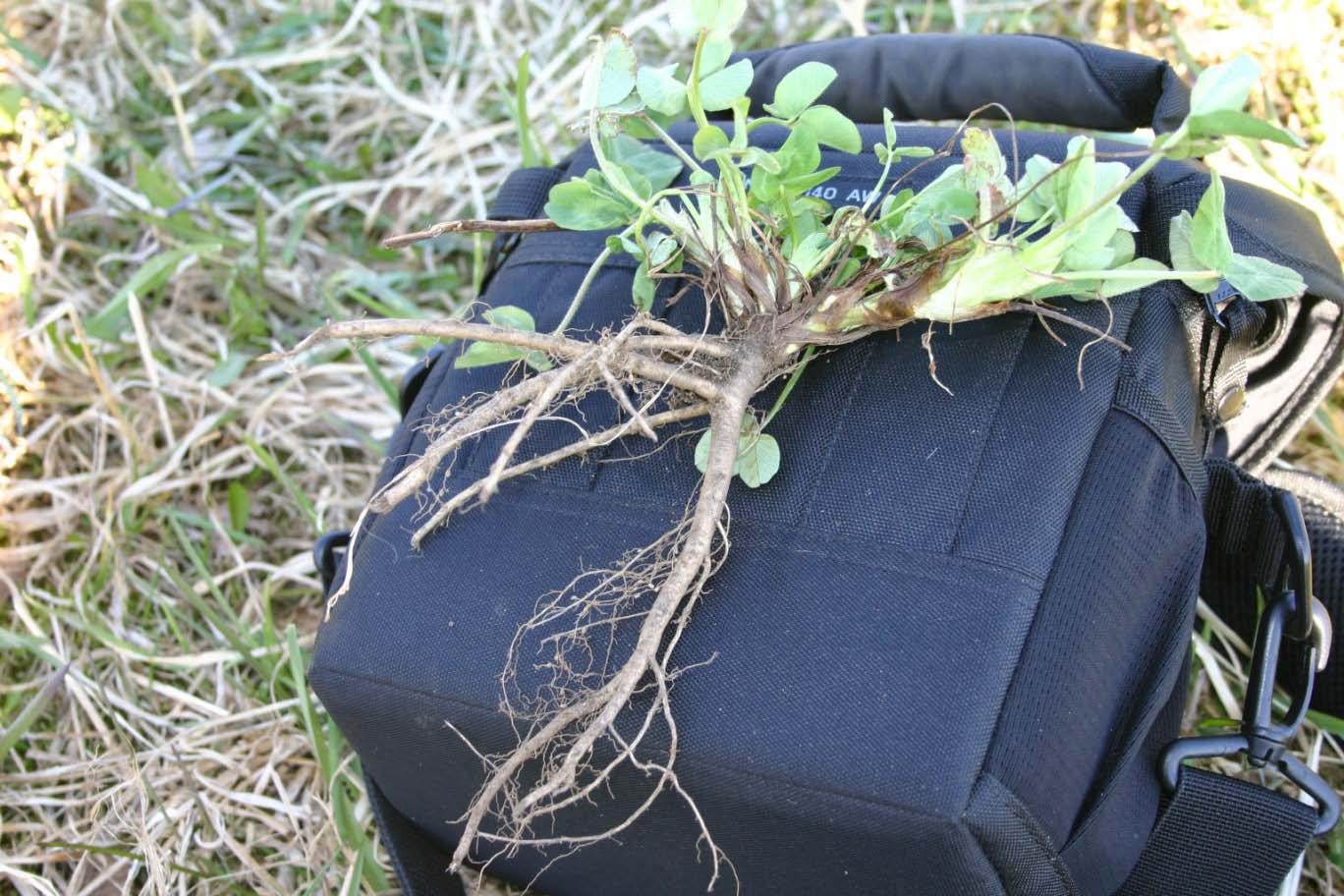 Rødkløverplanter fra 20-år gammel eng (øverst i bilde) og fra 3-4-år gammel eng. Legg merke til rotsystem og plassering av bladrosetter. Bruk av luserne i grovfôr.