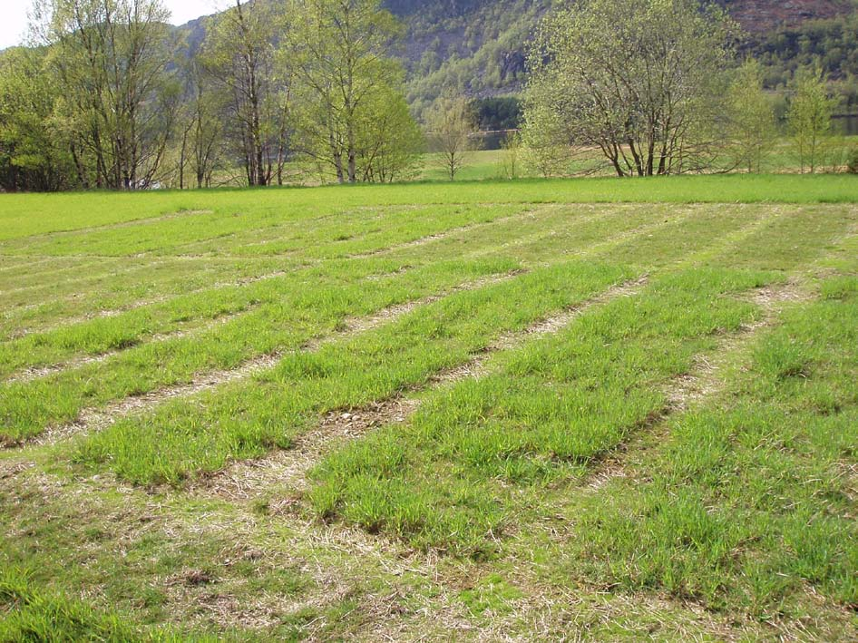 Dalane og Voss, trivdes luserne best på Voss. Tørrstoffavlingene for de ulike lusernesorter/linjer i ren bestand var i gjennomsnitt 505-692 kg/daa på Vestlandet.