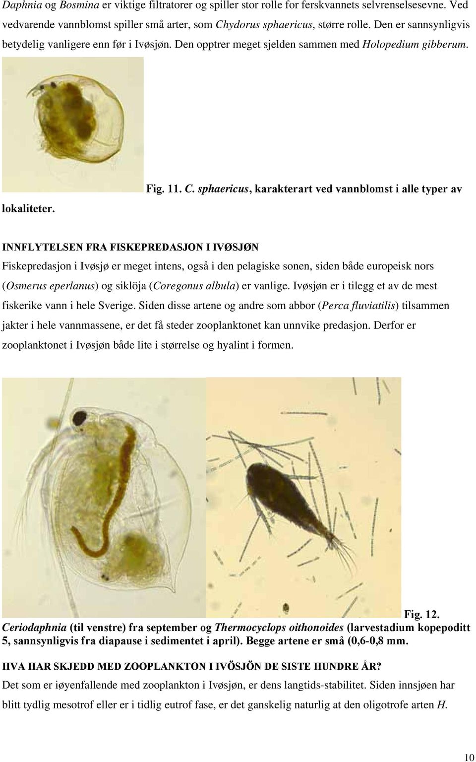 sphaericus, karakterart ved vannblomst i alle typer av INNFLYTELSEN FRA FISKEPREDASJON I IVØSJØN Fiskepredasjon i Ivøsjø er meget intens, også i den pelagiske sonen, siden både europeisk nors