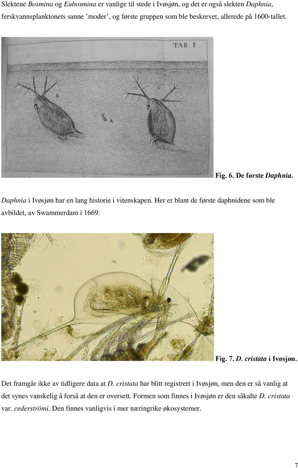 Her er blant de første daphnidene som ble avbildet, av Swammerdam i 1669. Fig. 7. D. cristata i Ivøsjøn. Det framgår ikke av tidligere data at D.