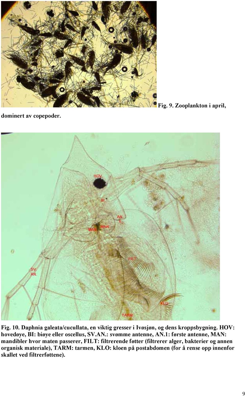 HOV: hovedøye, BI: biøye eller oscellus, SV.AN.: svømme antenne, AN.