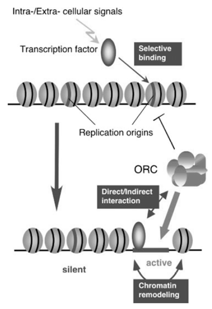 De klassiske eukaryote DNA-polymerasene De klassiske eukaryote DNA-polymerasene Masse (kda) 180 170 256 36-38 160-300 Lokalisering kjernen kjernen kjernen kjernen mitokondrier 3-5 -exonuklease nei ja