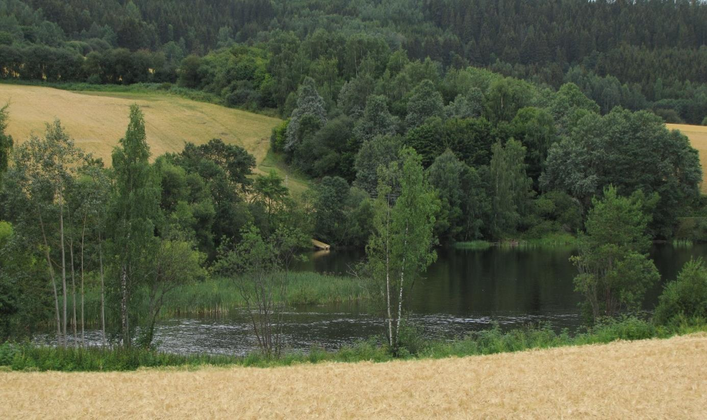 Bilde 7. Viggas utløp (venstre) i Røykenvika i Randsfjorden (høyre). Tabell 7. Rødlistede arter (unntatt fugl) påvist i Røykenvika og omegn i perioden 1996-2006 (www.artskart.artsdatabanken.no, 19.