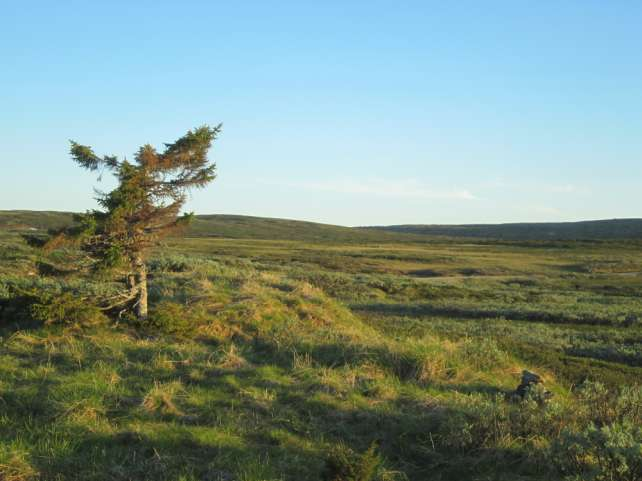 Rondane sør, ved Birkebeinerveien. Sommerfunksjon for rein.