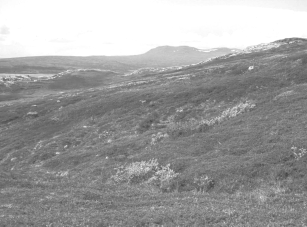 Figur 5a. Fotopunkt med blåbærdominert hei og vierkratt (Salix sp.) ved Storbekken oppretta av Rolf Nordhagen i juli 1920 (figur 121 i Nordhagen (1928)). Øyfjellet i bakgrunnen. Figur 5b.