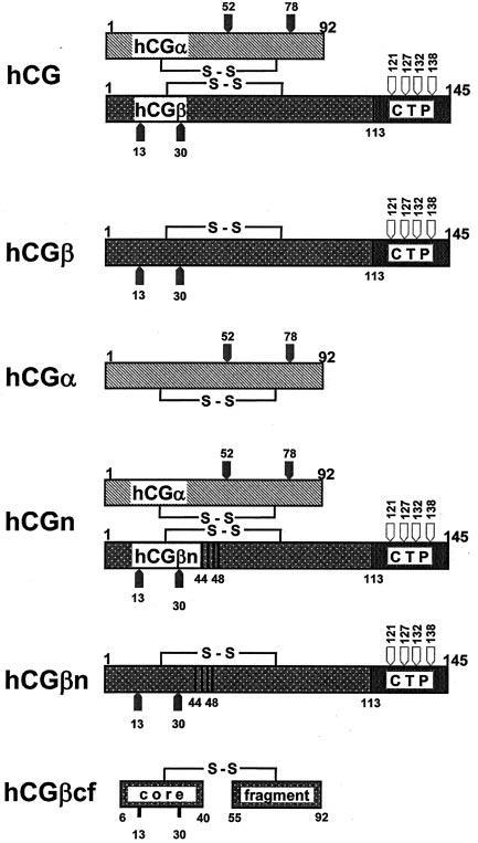 TEORI 16 Figur 2 Struktur og IFCC-nomenklatur av hcg og viktige hcg metabolitter/isoformer [15].