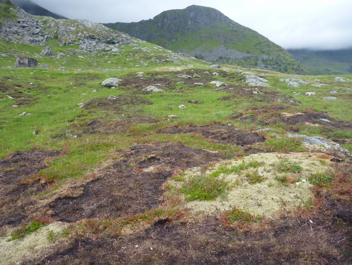 Bilde 3. Røsslyng bestanden er god dekning i deler av naturtypelokaliteten på Moland. Foto: A. Bär Bilde 4.