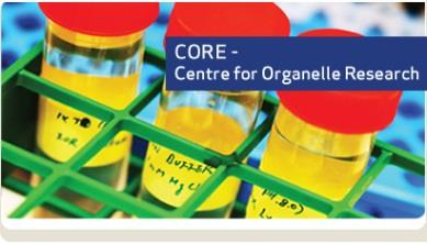 5 Center for Organelle Research (CORE) 5.1 Etablering, ide og mål Forskningssenteret ble formelt opprettet 1.1.2010 som et samarbeid mellom UiS, Stavanger Universitetssykehus (SUS) og IRIS.