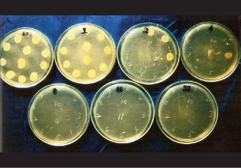 Agar dilution 0,5