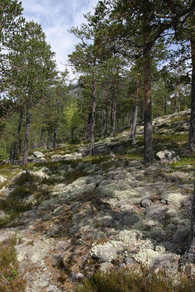 FORORD Norsk institutt for skog og landskap har på oppdrag fra Landbruksdepartement og Statens forurensningstilsyn gjennomført årlige vitalitetsregistreringer av trær på faste flater i hele landets