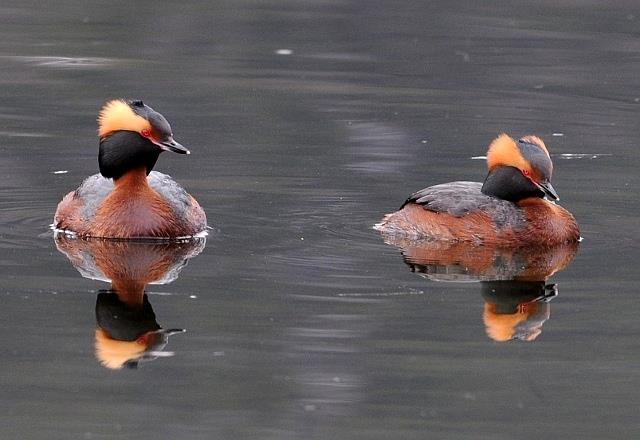 1. Innledning: Horndykker (Podiceps auritus) ble klassifisert som en truet art på den norske rødlista i 2006 (Kålås m.fl. 2006), men utelatt i rødlista for Norge i 2010 (Kålås m.fl. 2010).