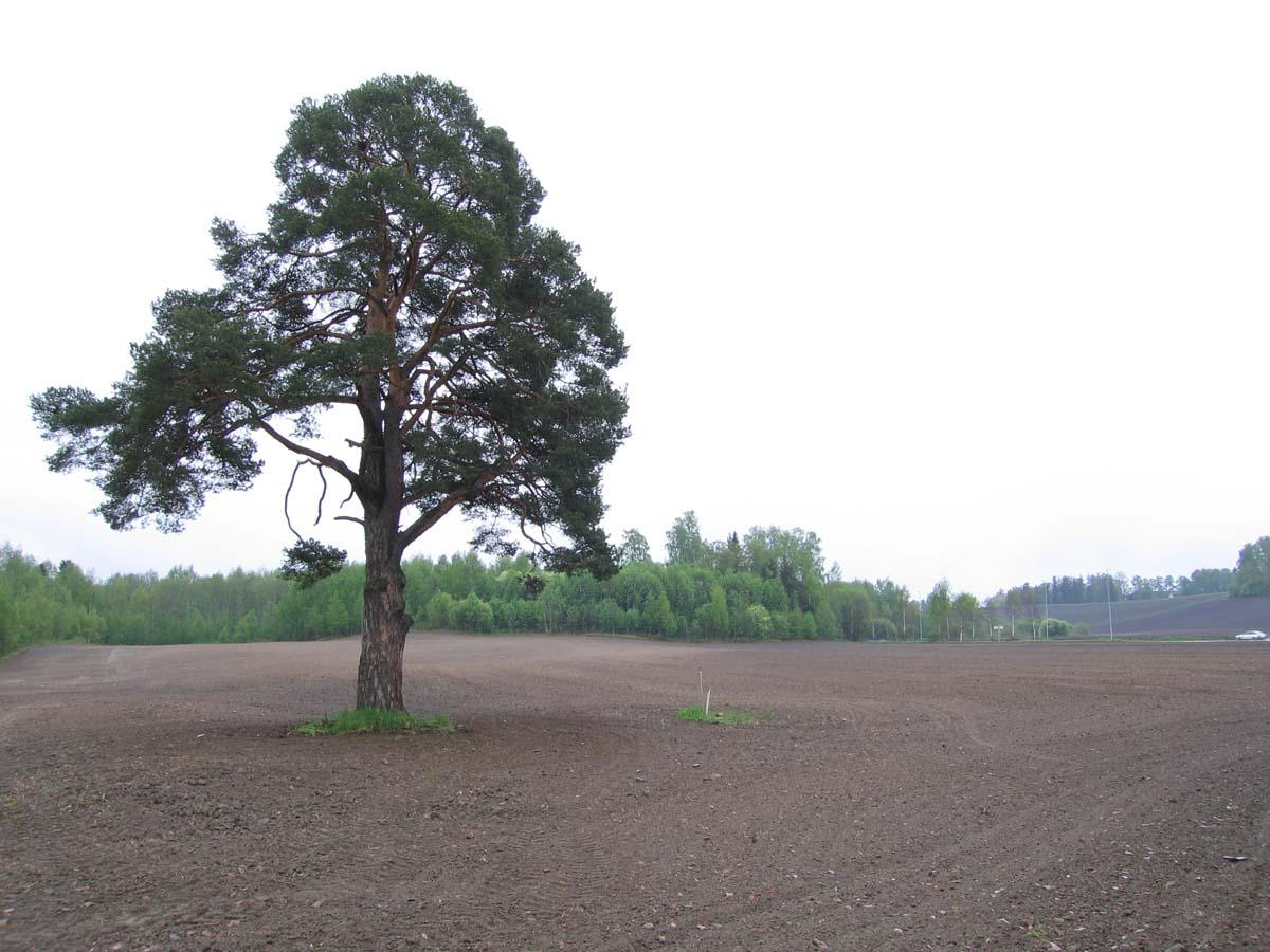 Løsmassene består hovedsakelig av morenemateriale av til dels stor tykkelse. Det er mindre områder med torv- og myrdannelse over morenen.