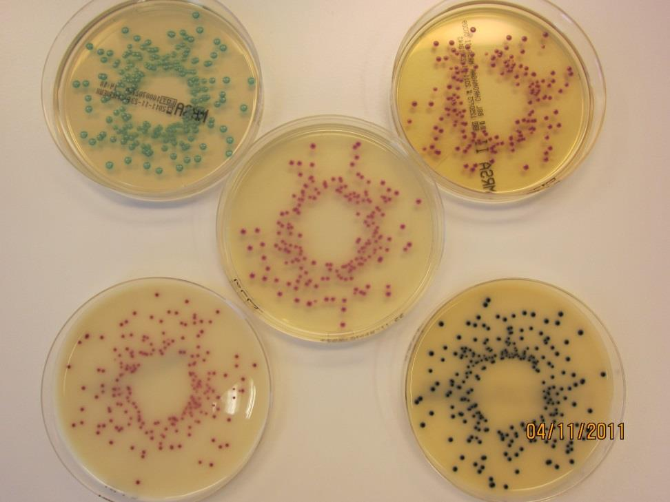 Kromogene medier Inneholder: Kromogent substrat for spesifikke bakterie enzymer - gir fargeendring Antibiotika-som regel cefoxitin