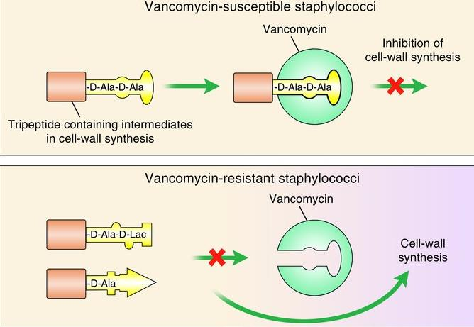 Vankomycinresistens hos stafylokokker Vankomycin: virkning på