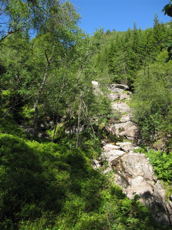 Bilder fra området Breiebekken Trang bekkekløft, midtre del. Foto: Jon T. Klepsland Storbregnebjørkeskog med smørtelg fra øvre del. Foto: Jon T. Klepsland Eldre bjørkeskog med relativt mye dødvedelementer på sørsiden av vassdraget.