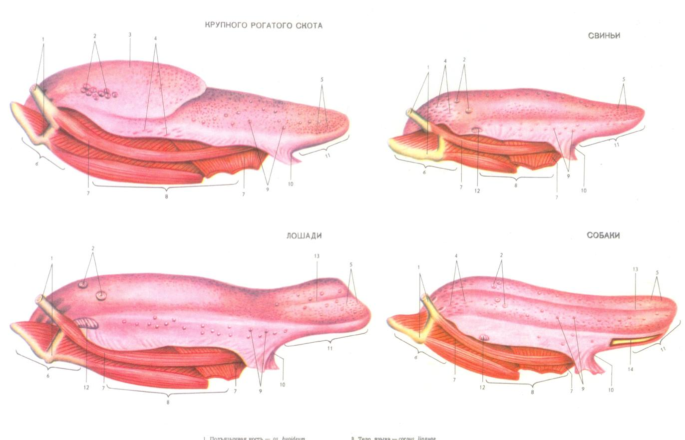 37- сурет. Әртүрлі жануарлардың тіл құрылысы Тілдің бетінде екі түрлі: механикалық және татым емізікшелері болады.