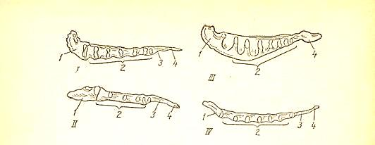 4- сурет. Төс сүйегі.і сиырда; ІІ шошқада; ІІІ жылқыда;iv итте; 1 төс сүйегінің тұтқасы, 2 төс сүйегінің денесі; 3 қылыш тәріздес өсінді; 4 қылыш тәріздес сіңір.