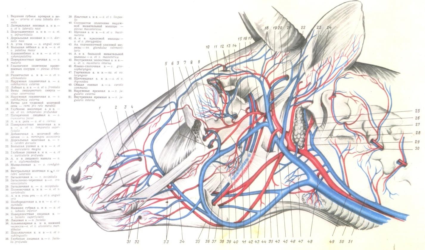 53 - сурет. Ірі қара мал басының қан тамыр жүйесі Жоғарғы жақ артериясынан төмендегідей артериялар бөлінеді: 1. Ми қабығының орталық артериясы(средняя оболочечная артерия) a.