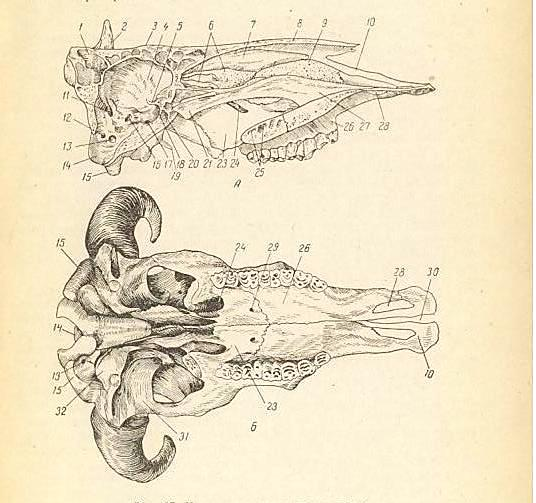 9- сурет. Ірі қара малдың бас сүйегі. А ұзынан тілінген; Б вентральды жағы.
