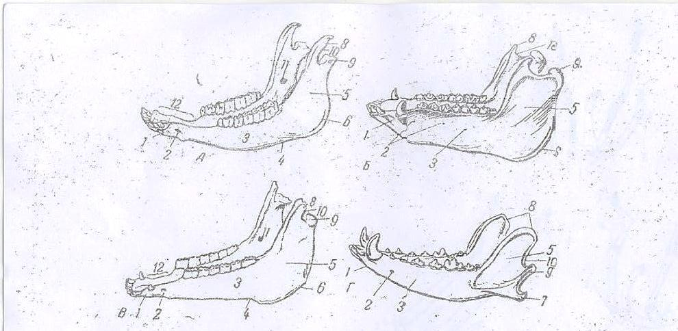 10- сурет. Төменгі жақ сүйегі (А.И. Акаевский бойынша). А сиырларда; Б шошқаларда; В жылқыларда; Г иттерде.