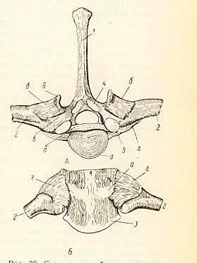 22- сурет. Қабырғаның омыртқамен байланысы. А алдынан көрініс. Б артынан көрініс.