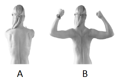 a. Sagittalplanet b. Frontalplanet c. Transversalplanet d. Medianplanet e. Rotasjonsplanet 3. Hvilke av bevegelsene nedenfor er kun mulig i sagittalplanet? a. Fleksjon, ekstensjon og adduksjon b.