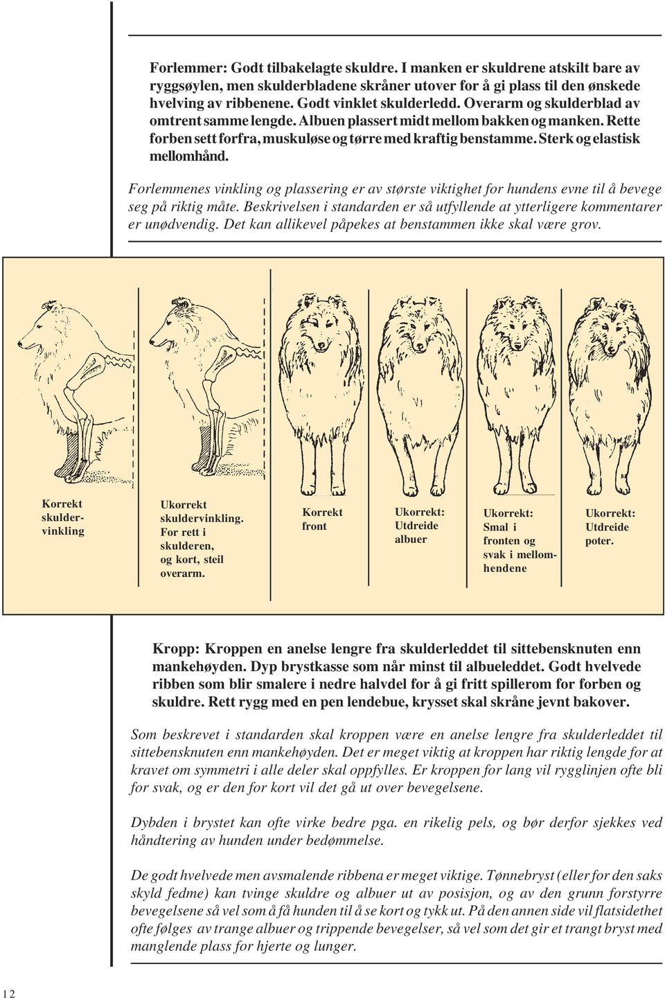 Sterk og elastisk mellomhånd. Forlemmenes vinkling og plassering er av største viktighet for hundens evne til å bevege seg på riktig måte.