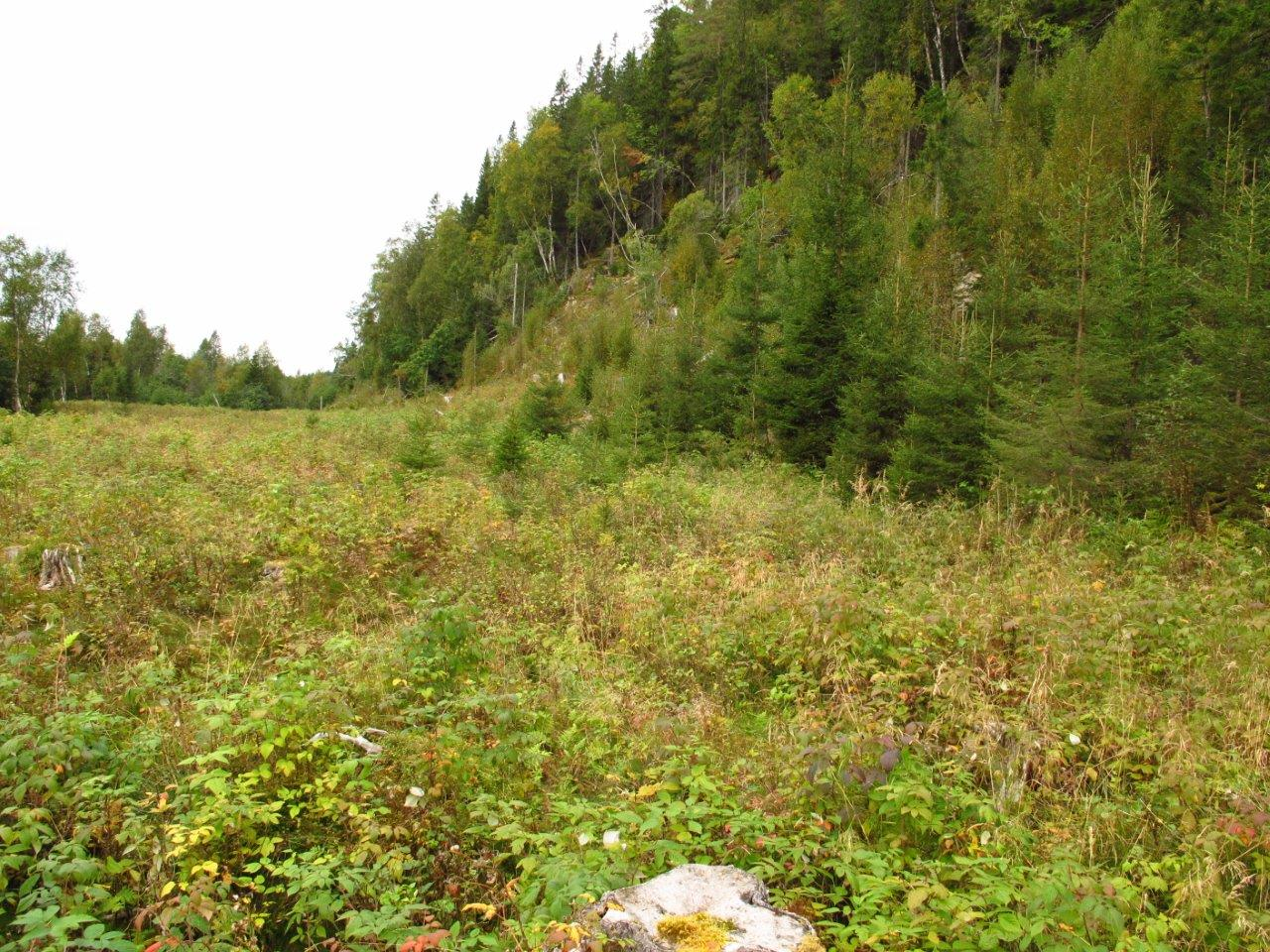 Bilder fra området Lødding utvidelse (Vassdalen) Gråor- heggeskog på sandige elveavsetninger langs Vassdalsbekken. Klepsland Eldre og noe kompakt granskog i kjerneområde 4.