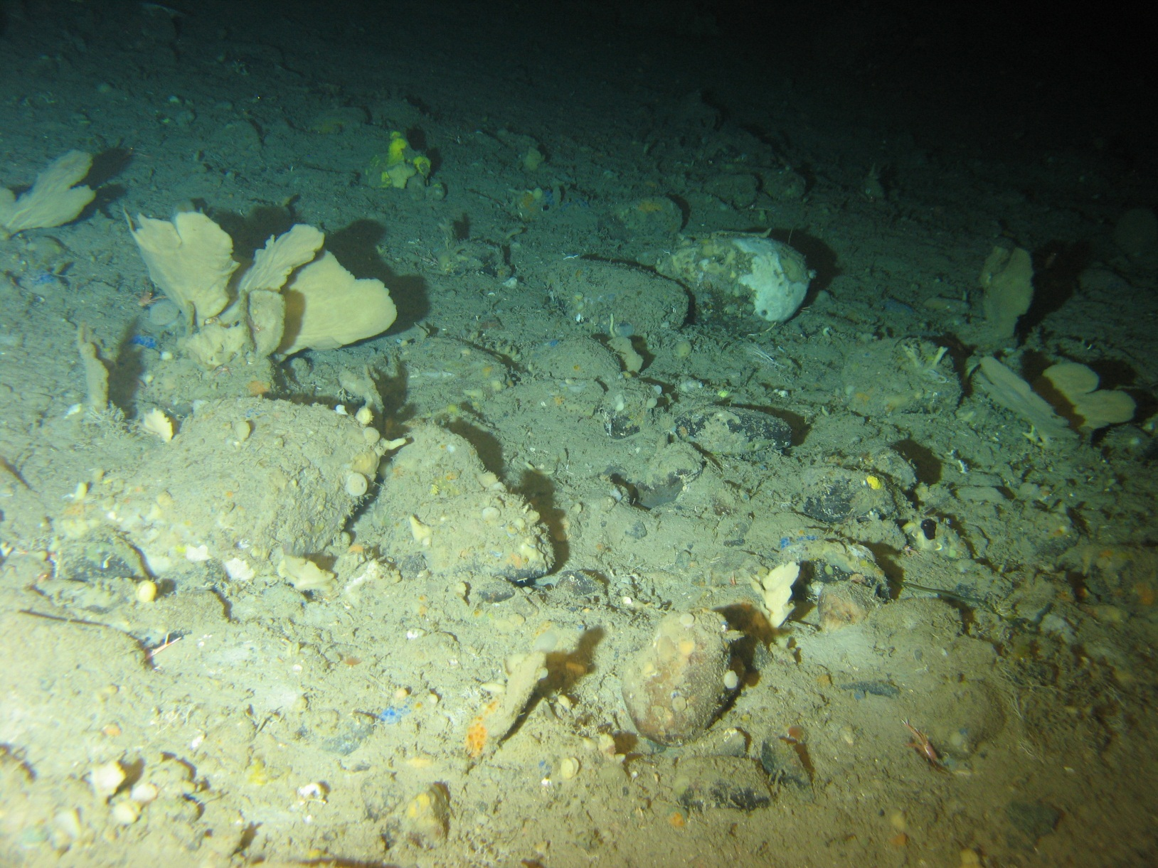 Hardbottom sponges Phakellia ventilabrum Phakellia spp. Hymedesmia spp.