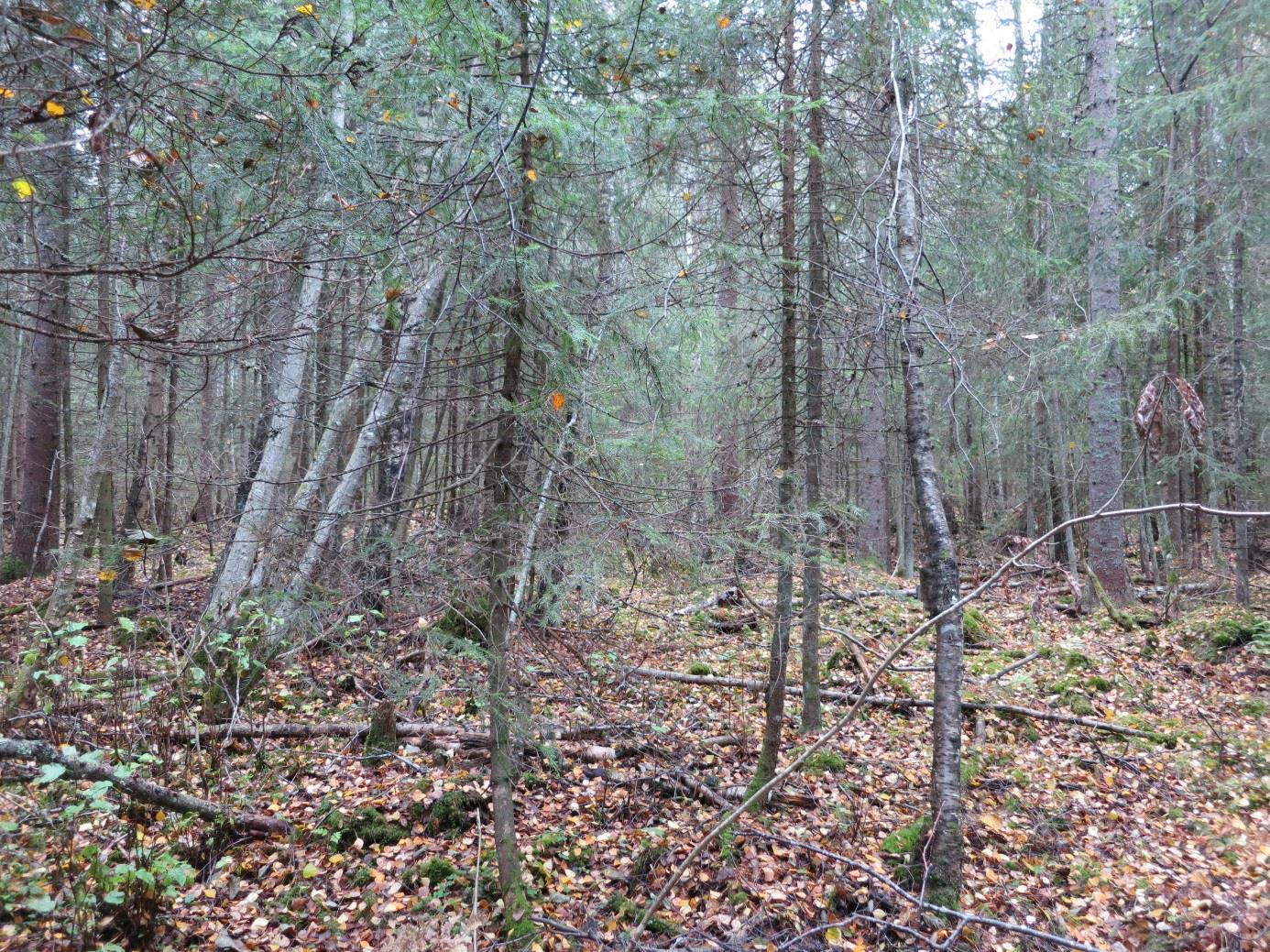 Vedlegg 2. Nye naturtypebeskrivelser. Høltjernet V Lunner kommune, Rik sumpskog, kildeskog og strandskog; Rik gransumpskog.