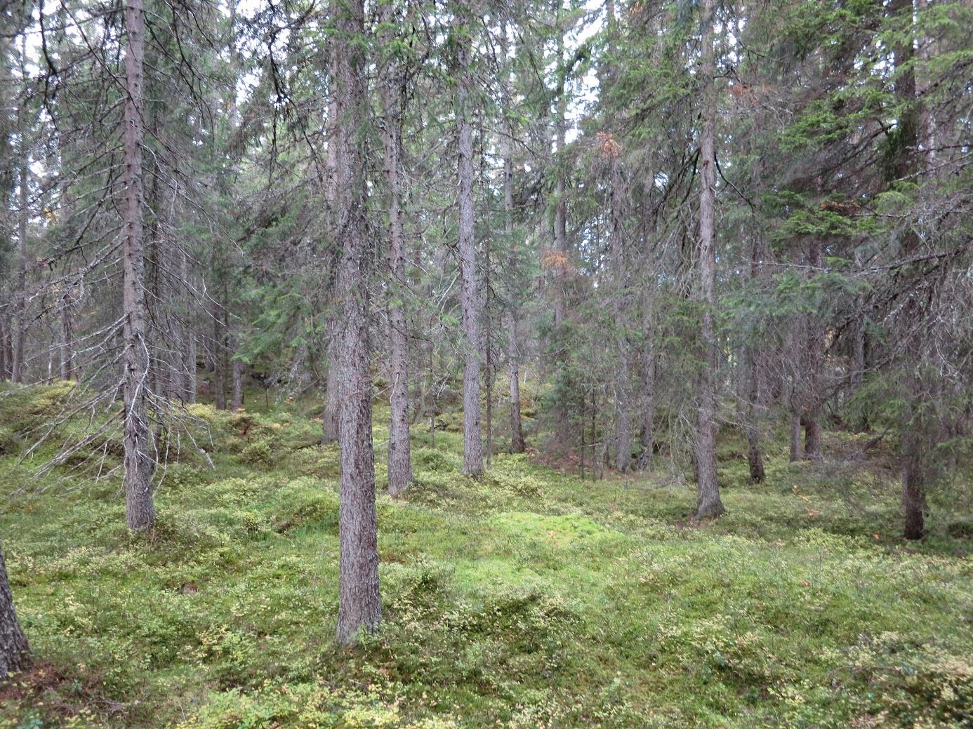 Bolken N Lunner kommune, Kalkbarskog; Kalkgranskog. Lokalt viktig (C-verdi) Innledning: Området er registrert av BioFokus ved Øivind Gammelmo den 10.