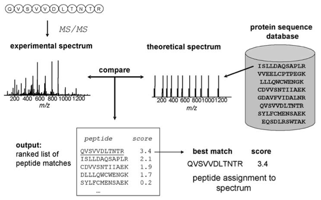 3.8 Databehandling Prinsippet for databehandlingen går ut på at MS/MS spektra fra utvalgte peptider sammenlignes med teoretisk in- silico- genererte MS/MS spektre, og det beregnes en verdi utfra hvor