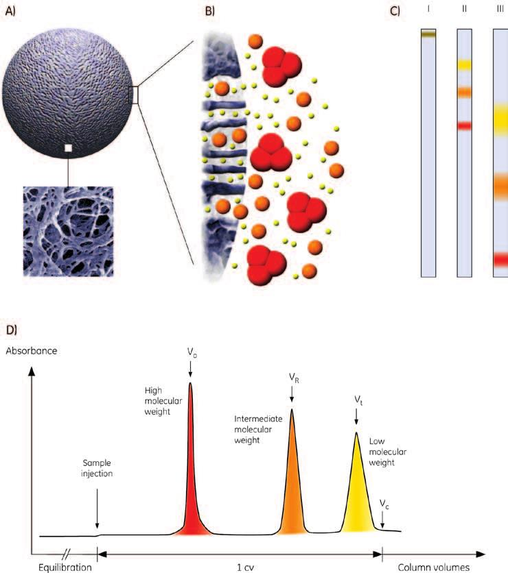 prøvematerialet. Molekylene beveger seg i ulik hastighet gjennom kolonnen og de små molekylene bruker lengre tid fordi de lettere stopper opp inne i den porøse matriksen.