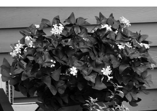 стил УКРАСНА ДЕТЕЛИНА Украсна детелина (Оxалис), у народу позната као зечја детелина или цецељ гаји се као украсна баштенска биљка због лепих троделних листова и мноштва малих цветова са пет латица.