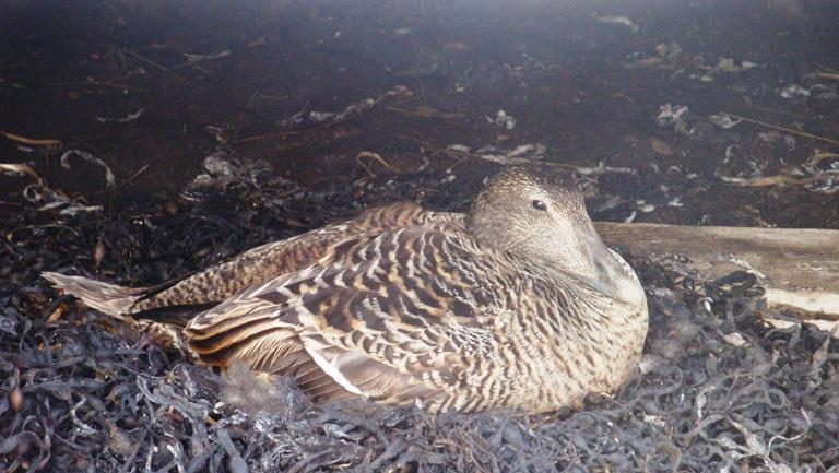 2. Dispensasjonen skal også vurderes etter naturmangfoldlovens 8 12. 8 Kunnskapsgrunnlaget Hvilke naturverdier er det på stedet og virkningene av omsøkte tiltak på disse?