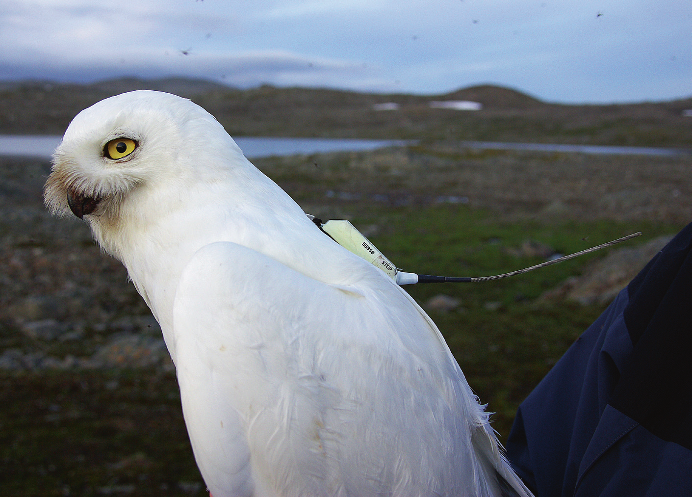 Snøuglehannen Yngvar har fått påmontert sin satellittsender, og er klar for å få friheten tilbake!