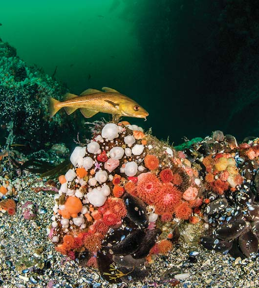 på torsdag En populærvitenskapelig foredragsserie på Mostun natursenter i Stavanger høsten 2016 Høstens foredrag: Foto: Erling Svensen TORSDAG 13. OKTOBER KL.